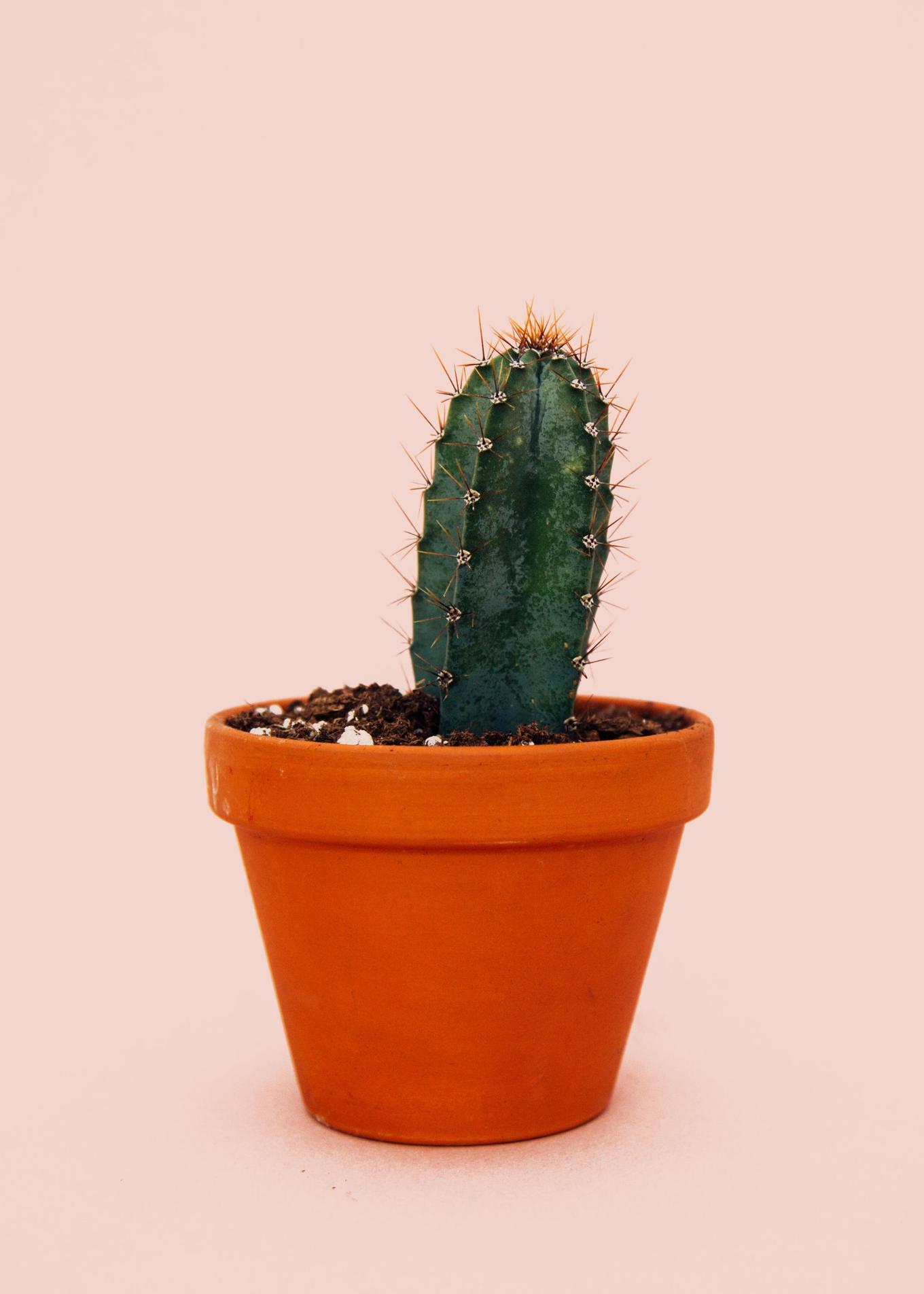 Cactus